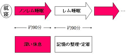 資格の取得と活用・レム睡眠とノンレム睡眠|幸せなサラリーマン講座